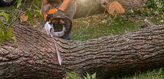 How Our Tree Care Process Works  in  Solana, FL